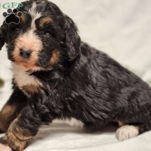 River, Bernedoodle Puppy